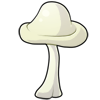 White barren mushroom.